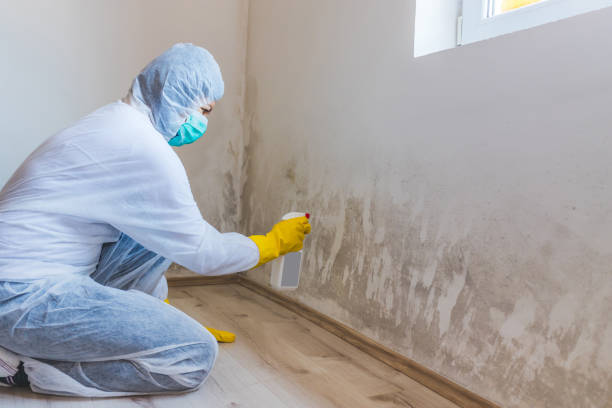 Licensed Mold Inspection service in Thorndale, TX - WQB Mold Removal