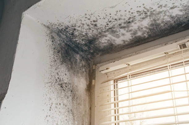 Affordable Mold Inspection solutions in Thorndale, TX